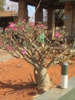 0954 Tsavo-West Nationalpark - Blühender Baobab