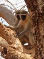 0969 Tsavo-Ost Nationalpark - Kurzer Stopp Eingang Voi Gate - Meerkatzen