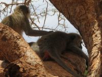 0971 Tsavo-Ost Nationalpark - Kurzer Stopp Eingang Voi Gate - Meerkatzen