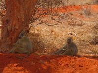 0972 Tsavo-Ost Nationalpark - Paviane