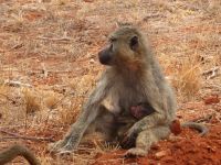 0975 Tsavo-Ost Nationalpark - Pavian mit Jungtier