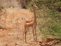 0977 Tsavo-Ost Nationalpark - Giraffenhals-Gazelle