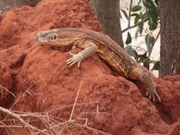 0979 Tsavo-Ost Nationalpark - Waran