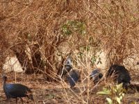 0982 Tsavo-Ost Nationalpark - Geierperlhühner