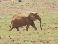 0998 Tsavo-Ost Nationalpark - Elefant