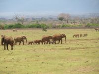 1000 Tsavo-Ost Nationalpark - Elefantenfamilie