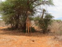 1003 Tsavo-Ost Nationalpark - Giraffen