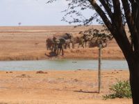 1007 Tsavo-Ost Nationalpark - Ashnil Aruba Lodge - Wasserloch