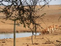 1010 Tsavo-Ost Nationalpark - Ashnil Aruba Lodge - Wasserloch