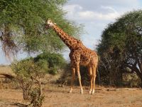 1011 Tsavo-Ost Nationalpark - Giraffe