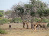 1020 Tsavo-Ost Nationalpark - Elefanten 