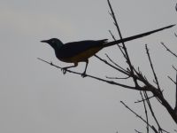 1021 Tsavo-Ost Nationalpark - Lärmvogel 