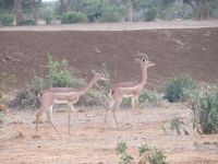 1023 Tsavo-Ost Nationalpark - Giraffenhals-Gazellen.