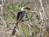 1033 Tsavo-Ost Nationalpark - Rotschnabel-Tokko.