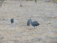 1036 Tsavo-Ost Nationalpark - Geier-Perlhühner