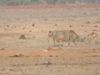 1037 Tsavo-Ost Nationalpark - Löwen
