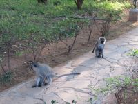 1053 Tsavo-Ost Nationalpark - Ashnil Aruba Lodge - Meerkatzen