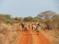 1059 Tsavo-Ost Nationalpark - Zebras