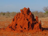 1060 Tsavo-Ost Nationalpark - Termittenhügel
