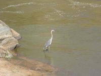 1072 Tsavo-Ost Nationalpark - Galana-River - Gohliath-Reiher