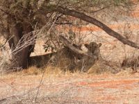 1086 Tsavo-Ost Nationalpark - Löwen