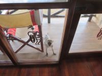 1094 Tsavo-Ost Nationalpark - Ashnil Aruba Lodge - Neugierige Meerkatzen schauen zu uns ins Zimmer