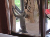 1095 Tsavo-Ost Nationalpark - Ashnil Aruba Lodge - Neugierige Meerkatzen schauen zu uns ins Zimmer