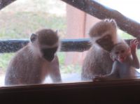 1099 Tsavo-Ost Nationalpark - Ashnil Aruba Lodge - Neugierige Meerkatzen schauen zu uns ins Zimmer