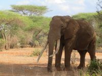 1102 Tsavo-Ost Nationalpark - Elefant