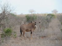 1103 Tsavo-Ost Nationalpark - Oryx-Antilopen