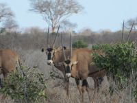 1105 Tsavo-Ost Nationalpark - Oryx-Antilopen