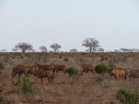 1107 Tsavo-Ost Nationalpark - Oryx-Antilopen
