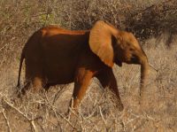 1117 Tsavo-Ost Nationalpark - junger Elefant