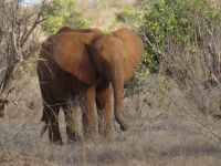 1119 Tsavo-Ost Nationalpark - junger Elefant