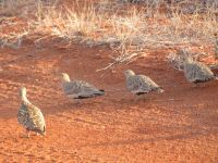 1122 Tsavo-Ost Nationalpark - Sandvögel