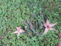 1131 Tsavo-Ost Nationalpark - Ashnil Aruba Lodge 