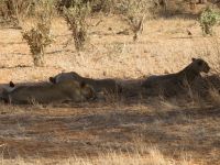1133 Tsavo-Ost Nationalpark Löwen