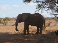 1136 Tsavo-Ost Nationalpark -Elefant