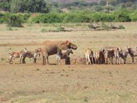 1139 Tsavo-Ost Nationalpark