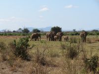 1144 Tsavo-Ost Nationalpark - Elefanten