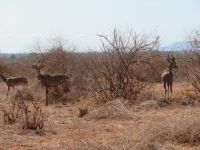 1151 Tsavo-Ost Nationalpark - Kudus