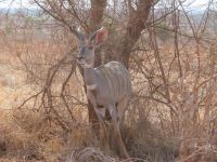 1152 Tsavo-Ost Nationalpark - Kudus