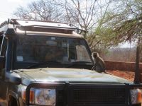 1153 Tsavo-Ost Nationalpark - Meerkatze auf dem Jeep