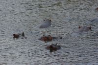 200 Hippos im Fluss