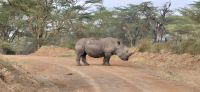 201 Breitmaulnashorn
