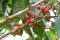 5 reife Kaffeekirschen