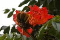 8 Afrikanischer Tulpenbaum