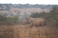 14 Breitmaulnashorn Kenia