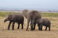 33 Amboseli Nationalpark