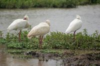 34 Afrikanische Löffler